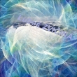 Koz� h�bety 3